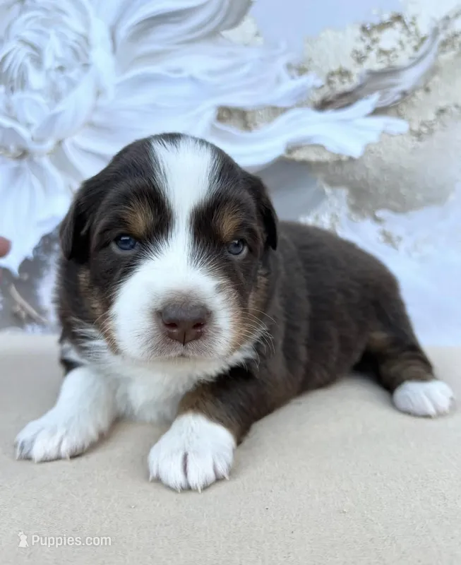 Cream  – Miniature Australian Shepherd puppy for sale in Woodruff, SC