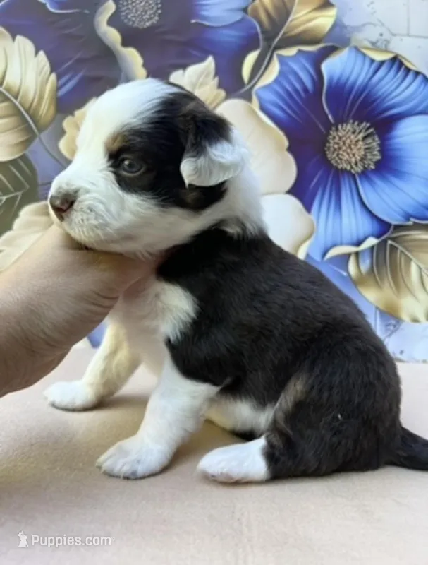 Bianca – Miniature Australian Shepherd puppy for sale in Woodruff, SC