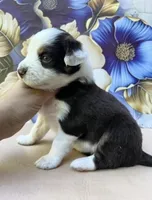 Bianca, a female Miniature Australian Shepherd for sale in Woodruff, SC – 1 of 3
