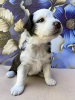 Bianca, a female Miniature Australian Shepherd for sale in Woodruff, SC – 2 of 3