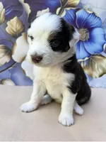 Bianca, a female Miniature Australian Shepherd for sale in Woodruff, SC – 3 of 3