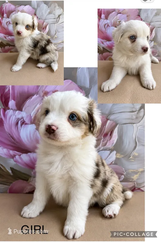 Lea – Miniature Australian Shepherd puppy for sale in Woodruff, SC