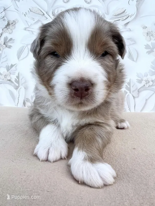 Purple  – Miniature Australian Shepherd puppy for sale in Woodruff, SC