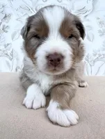 Purple , a male Miniature Australian Shepherd for sale in Woodruff, SC – 1 of 3