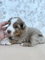 Purple , a male Miniature Australian Shepherd for sale in Woodruff, SC – 2 of 3