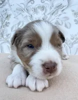 Purple , a male Miniature Australian Shepherd for sale in Woodruff, SC – 3 of 3