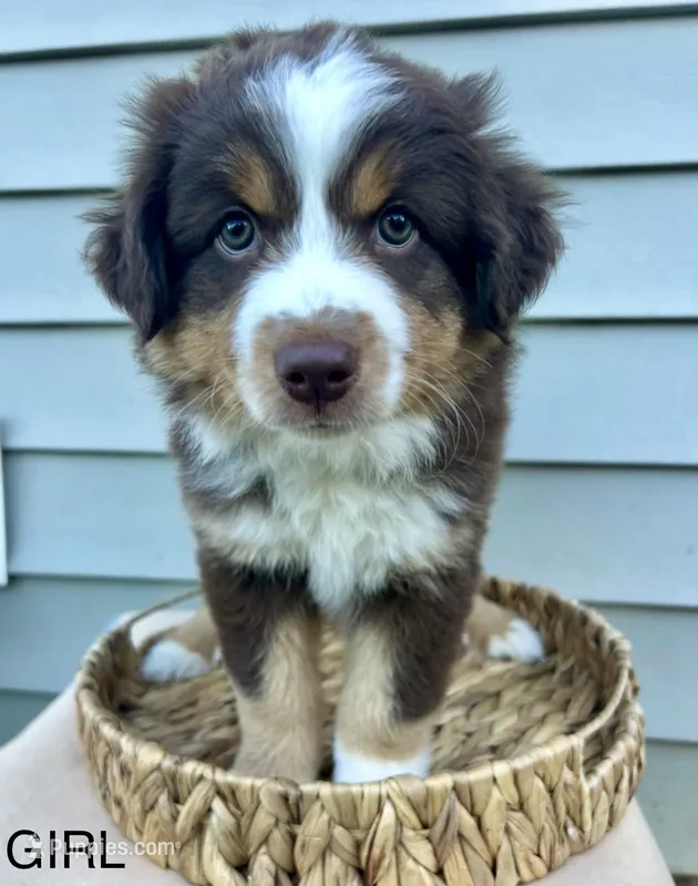 Blue – Miniature Australian Shepherd puppy for sale in Woodruff, SC