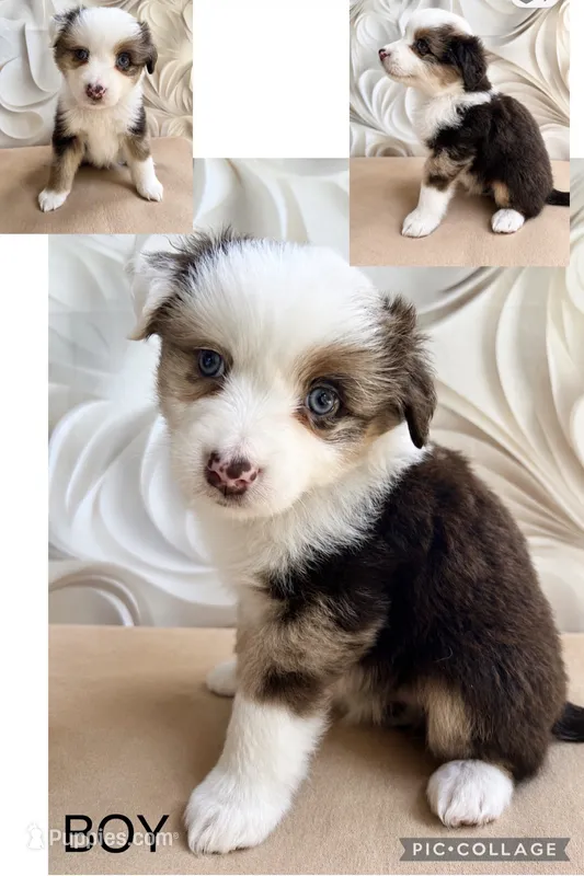 John – Miniature Australian Shepherd puppy for sale in Woodruff, SC