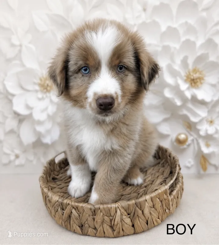 Purple  – Miniature Australian Shepherd puppy for sale in Woodruff, SC