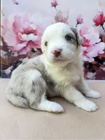 Lea, a female Miniature Australian Shepherd for sale in Woodruff, SC – 2 of 3