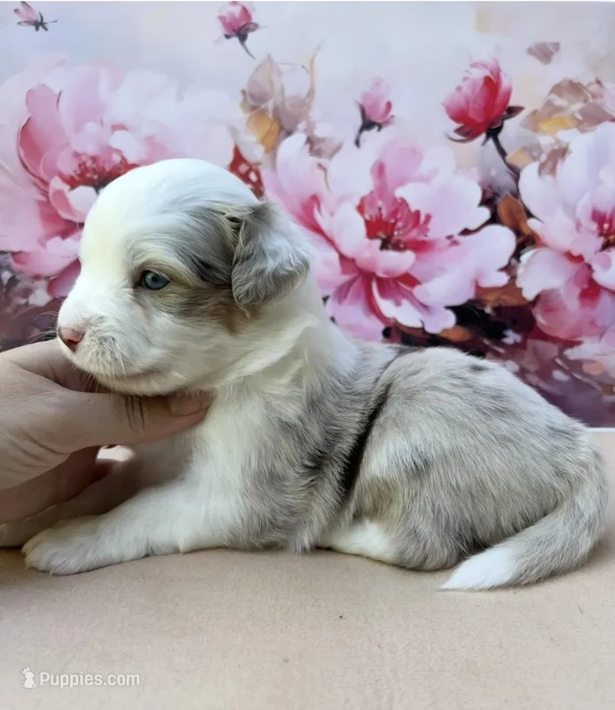 Lea – Miniature Australian Shepherd puppy for sale in Woodruff, SC