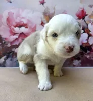 Lea, a female Miniature Australian Shepherd for sale in Woodruff, SC – 3 of 3