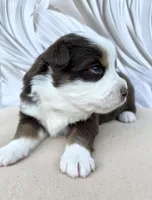 Red, a female Miniature Australian Shepherd for sale in Woodruff, SC – 3 of 3