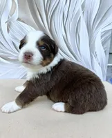 Red, a female Miniature Australian Shepherd for sale in Woodruff, SC – 2 of 3