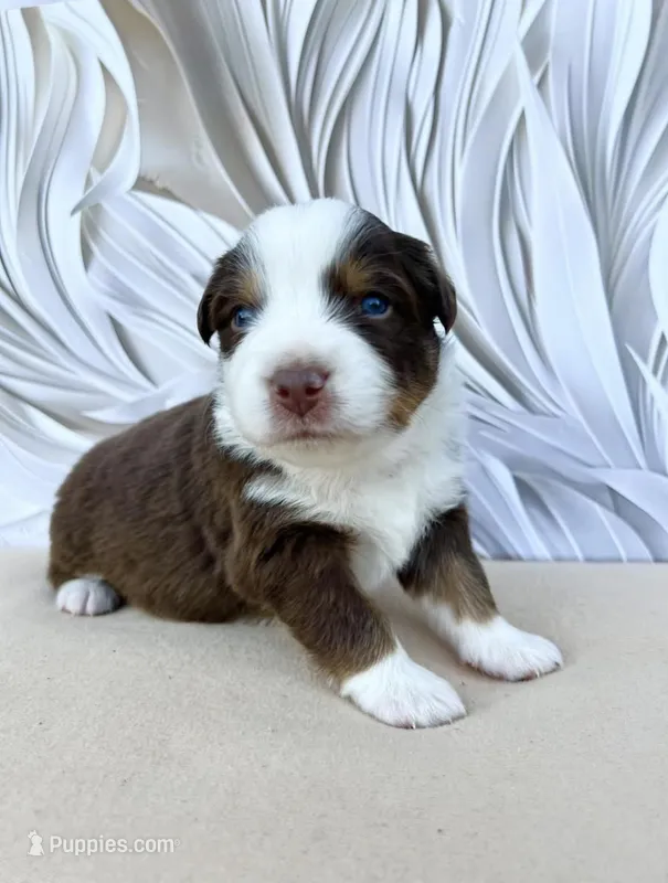 Red – Miniature Australian Shepherd puppy for sale in Woodruff, SC