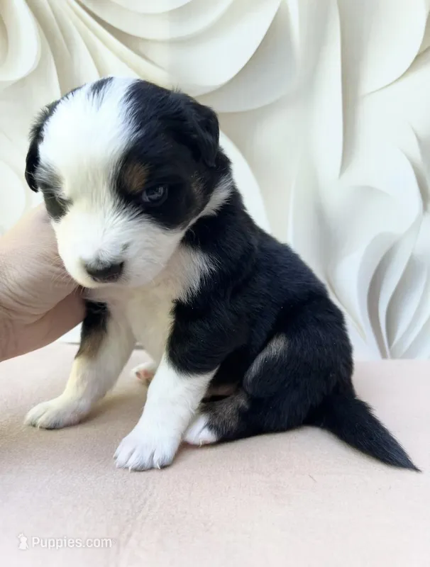 Arnold  – Miniature Australian Shepherd puppy for sale in Woodruff, SC