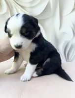 Arnold , a male Miniature Australian Shepherd for sale in Woodruff, SC – 1 of 3