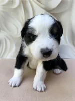 Arnold , a male Miniature Australian Shepherd for sale in Woodruff, SC – 2 of 3