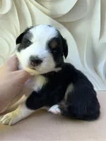Arnold , a male Miniature Australian Shepherd for sale in Woodruff, SC – 3 of 3