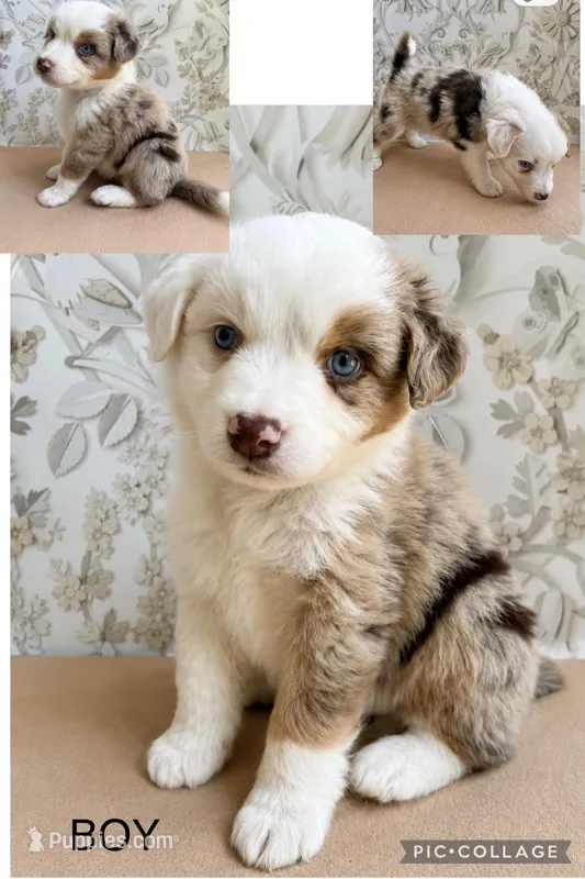 Michael  – Miniature Australian Shepherd puppy for sale in Woodruff, SC