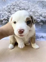 Chris, a male Miniature Australian Shepherd for sale in Woodruff, SC – 3 of 3