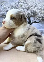 Chris, a male Miniature Australian Shepherd for sale in Woodruff, SC – 2 of 3
