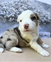 Chris, a male Miniature Australian Shepherd for sale in Woodruff, SC – 1 of 3