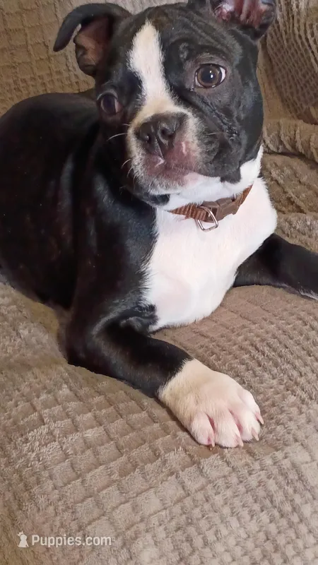 Frankie  – Boston Terrier puppy for sale in Freeport, OH