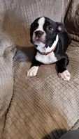Frankie , a male Boston Terrier for sale in Freeport, OH – Photo 2 of 3