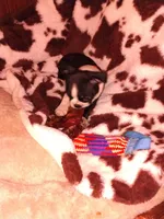 Jimmy , a male Boston Terrier for sale in Freeport, OH – Photo 2 of 4