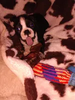 Jimmy , a male Boston Terrier for sale in Freeport, OH – Photo 4 of 4
