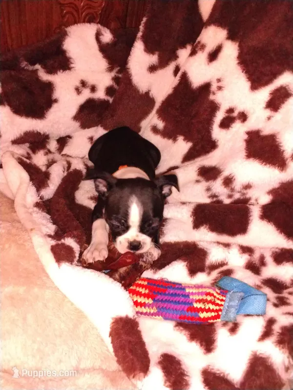 Jimmy  – Boston Terrier puppy for sale in Freeport, OH