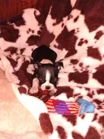 Jimmy , a male Boston Terrier for sale in Freeport, OH – Photo 1 of 4