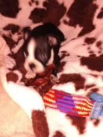 Jimmy , a male Boston Terrier for sale in Freeport, OH – Photo 3 of 4