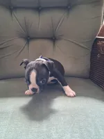 Dustin , a male Boston Terrier for sale in Freeport, OH – 3 of 4