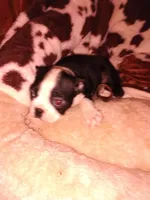 Tank , a male Boston Terrier for sale in Freeport, OH – Photo 1 of 3