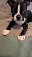 George , a male Boston Terrier for sale in Freeport, OH – Photo 3 of 3