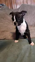 George , a male Boston Terrier for sale in Freeport, OH – Photo 2 of 3