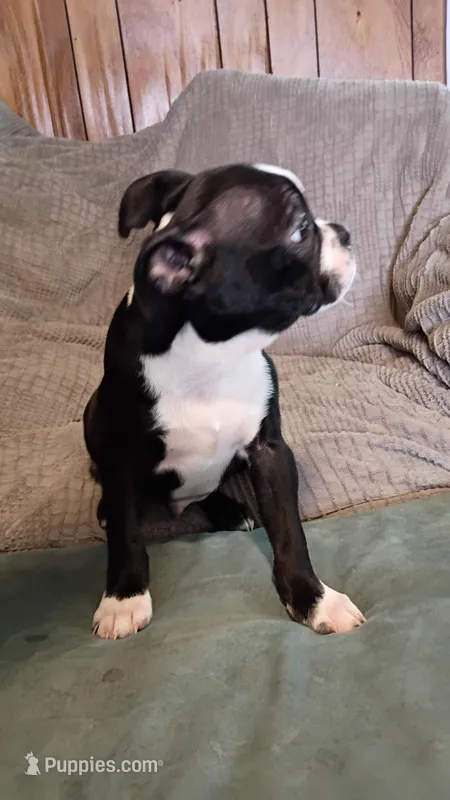 George  – Boston Terrier puppy for sale in Freeport, OH