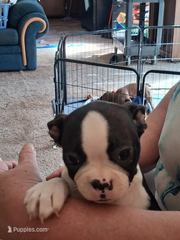 TYRUS – Boston Terrier puppy for sale in Freeport, OH