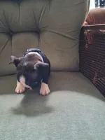 Dustin , a male Boston Terrier for sale in Freeport, OH – 2 of 4