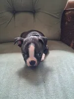 TYRUS, a male Boston Terrier for sale in Freeport, OH – 2 of 2