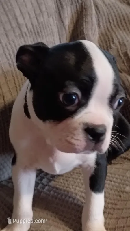 Tank  – Boston Terrier puppy for sale in Freeport, OH
