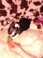 Casey, a female Boston Terrier for sale in Freeport, OH – Photo 2 of 5