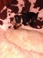 Casey, a female Boston Terrier for sale in Freeport, OH – Photo 4 of 5