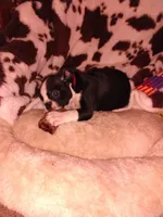 Casey, a female Boston Terrier for sale in Freeport, OH – Photo 5 of 5