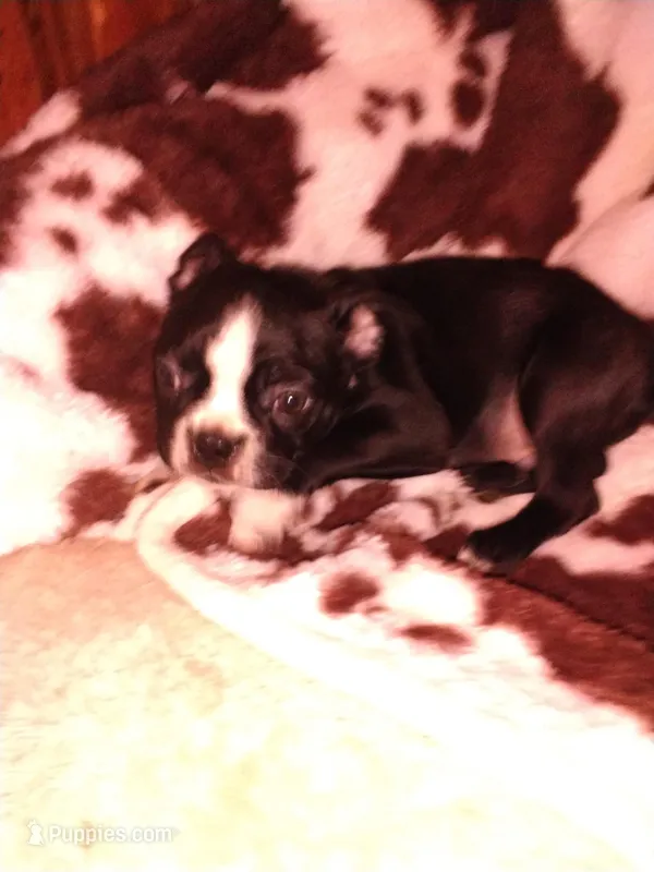 Casey – Boston Terrier puppy for sale in Freeport, OH