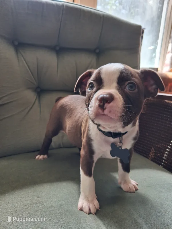 Tank – Boston Terrier puppy for sale in Freeport, OH