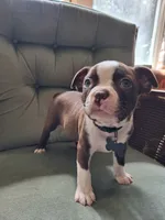 Tank, a male Boston Terrier for sale in Freeport, OH – 1 of 4