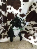 George , a male Boston Terrier for sale in Freeport, OH – Photo 4 of 4